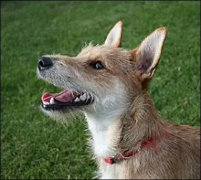 What is the most popular name for a dog in Poland?