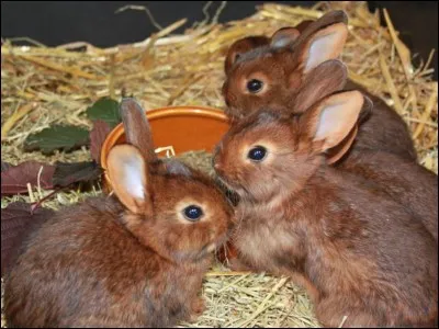 This breed comes from the Netherlands.