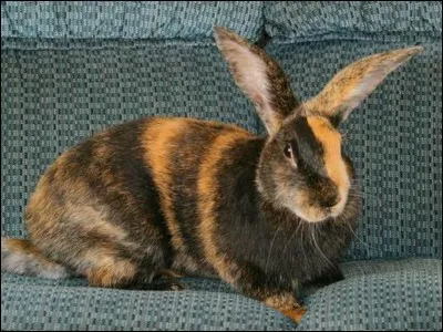 Where did the Harlequin come from?