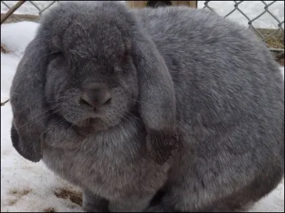 What lop breed is this?