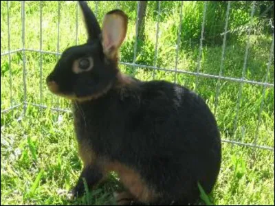 This breed is very good at agility.