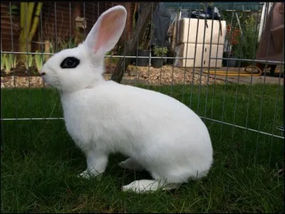 What rare breed is this?