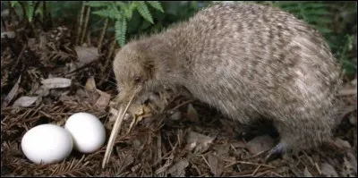 How fast can this bird move ?