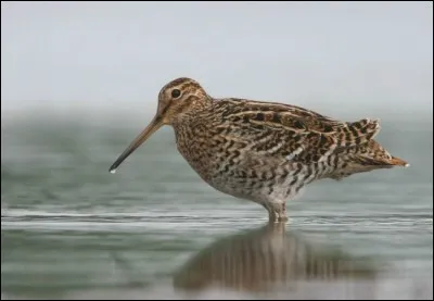 What about the double snipe ?