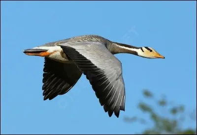 How high can the bar-headed goose fly ?
