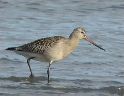 Who is this bird that flies the furthest, and capable of traveling, 11,500 km in 9 days ?