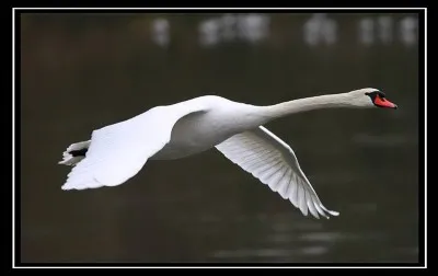 At what altitude was a flight of swans observed by an airline pilot ?