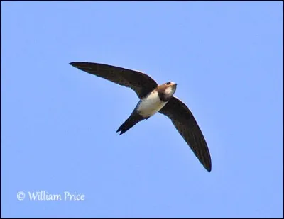 What is this bird that flaps its wings very fast and is also an excellent glider and can sleep while flying ?