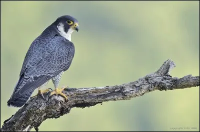 Who is this very quick nose-down raptor with keen eyesight that can see its prey at a distance of 8 km ?