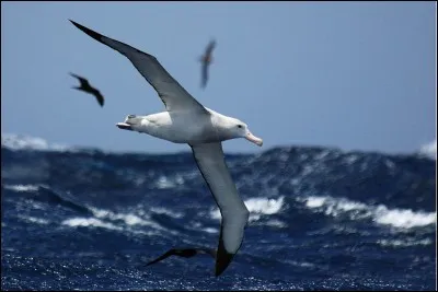 What is currently the largest flying bird in the world, with a wingspan of up to 3.70 meters ?