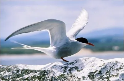 Which bird has the longest migration and travels 40 000 km each year ?