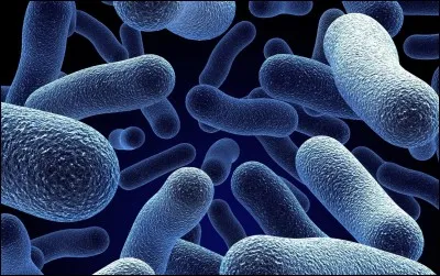 What do bacteria dislike the most?