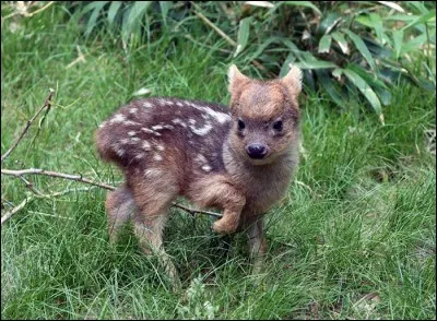 This animal is one of the world's smallest cervids, the pudu, about the size of a hare, where can it be found?