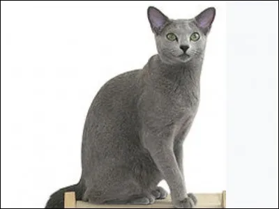 Which breed is currently being used in Italy as a way of making oriental shorthairs healthier and more robust?
