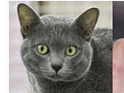 Which of these breeds originates in Phimai, Thailand?