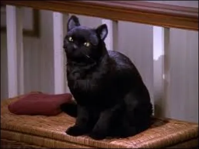 What's the name of Sabrina the Sorcerer's Apprentice's cat?