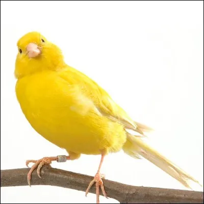 Which soccer team is nicknamed Les Canaris?