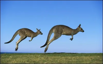 All kangaroos are herbivores.