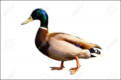 A brand for toilets has the same name as this animal.