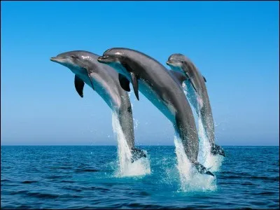 In dolphins, gestation lasts 12 months.