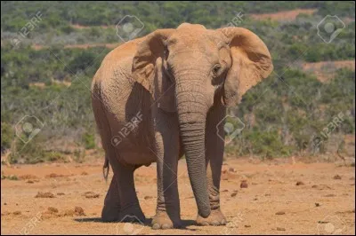 Asian elephants have bigger ears than African elephants.