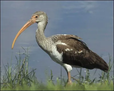 The ibis is a bird that gave its name to a hotel chain.