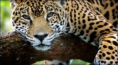 The jaguar lives in Africa.