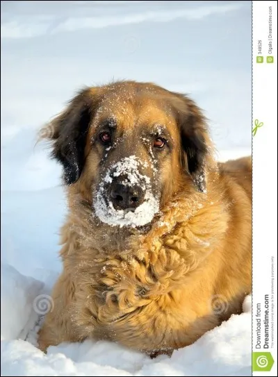 My grandmother ___ got a big dog.