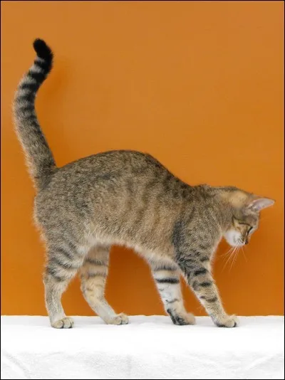 Our cat ___ got a long tail.