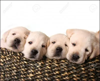 His dog ___ got four puppies.