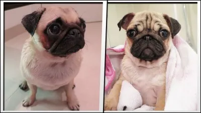 What are the two names of his dogs in real life?