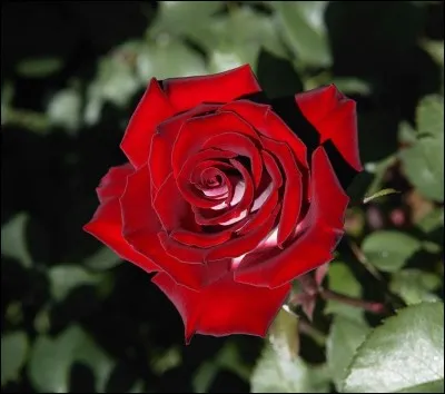 What is this plant called?