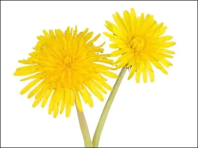 What is this plant called?