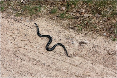 You cross the road of a snake...