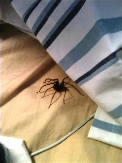 You see a spider in your bed...