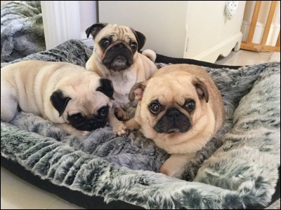How many pugs does Dan own?