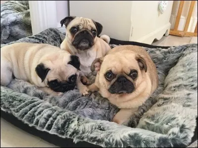 How many pugs does Dan own?