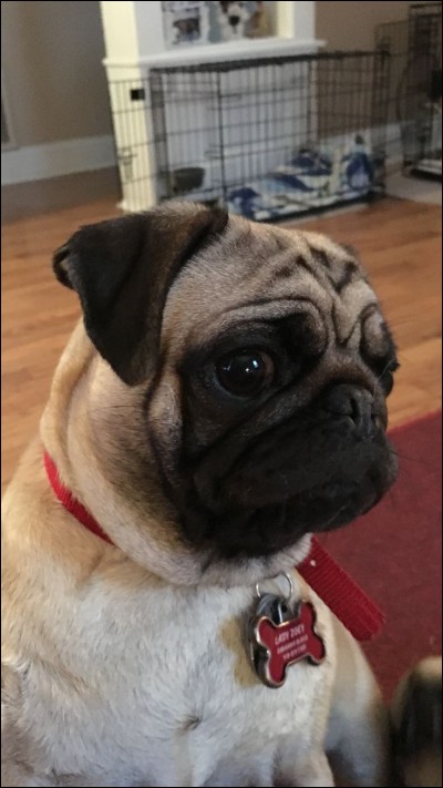 What are the names of Dan's pugs?