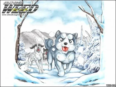 What color are Sakura's eyes?