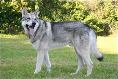 Is this a wolf or wolf dog?