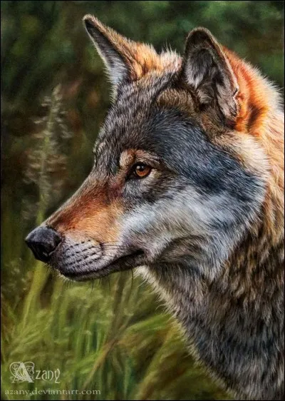 Is this a real wolf or not?