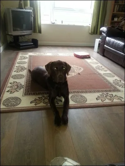 Is this a dog or a cat?