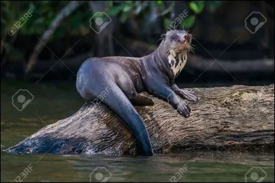 A troop of huge otters of Amazonia can kill a ground up caiman !