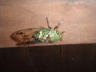 There are cicadas in Amazonia !
