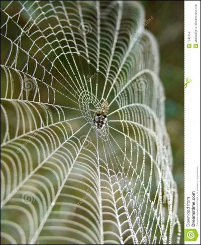 The thread of the spider is more resistant that the steel !