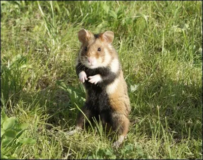 In France, there is another population of wild hamsters !