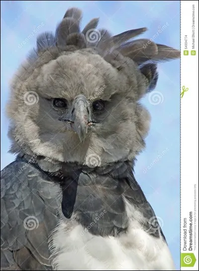 The wild harpy is the most powerful eagle of the world, he lives in Asia !