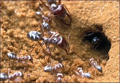 Certain sorts (species) of ants sound kamikazes, they blow up on their enemies !