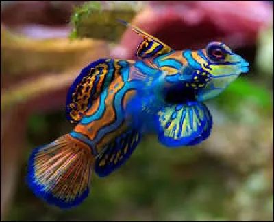 This brightly colored fish is very popular but some of them never adapt to aquarium life. It's a ...