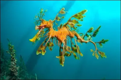 It has long leaf-like protrusions coming from all over the body. These protrusions serve as camouflage. It's a ...